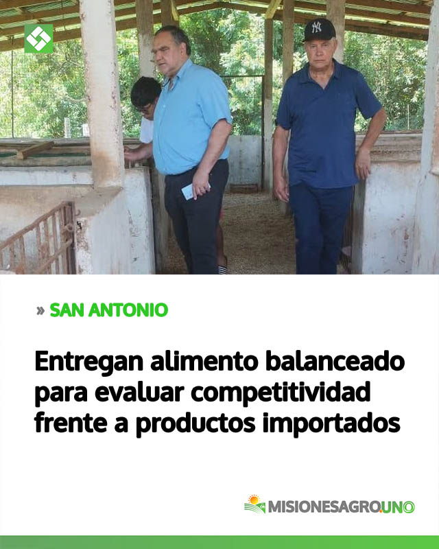 Producción porcina: entregan alimento balanceado para evaluar competitividad frente a productos importados