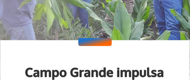 Campo Grande impulsa nuevas técnicas para optimizar el cultivo de cúrcuma