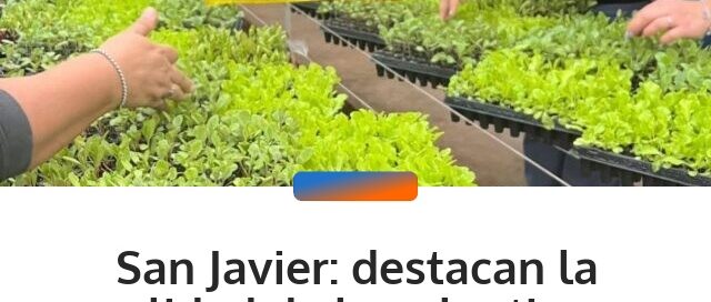 San Javier: destacan la calidad de los plantines producidos en el ex Ingenio para abastecer proyectos hortícolas
